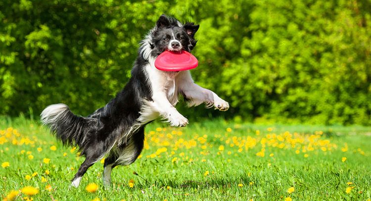 175 gram Flying Sporting Disc - Best Beach Toy for Kids and Adults - F