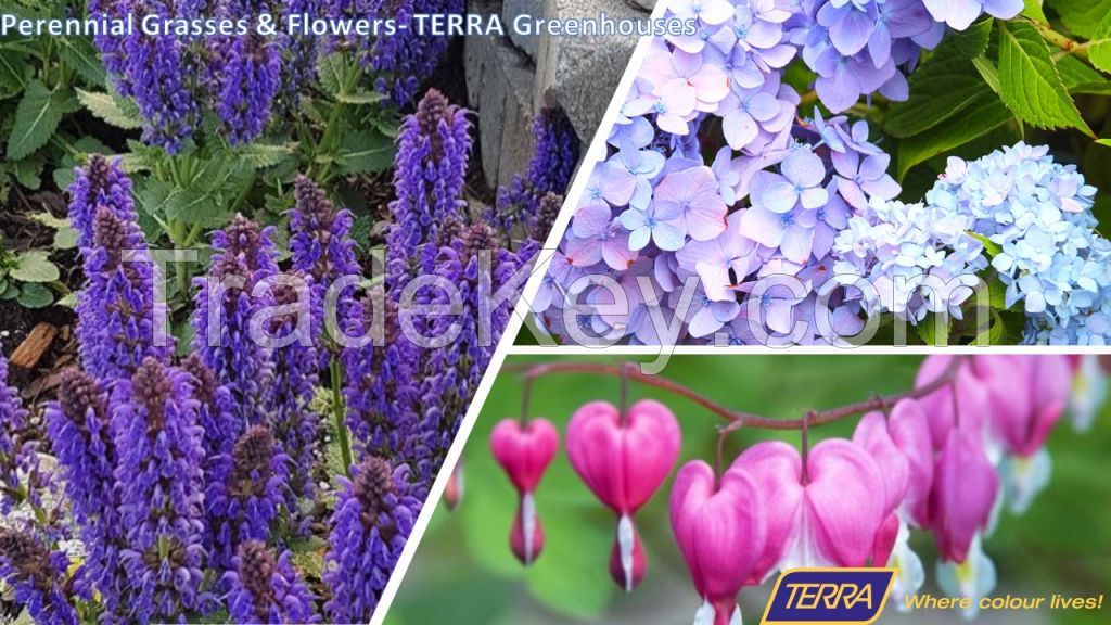 Perennial Grasses & Flowers- TERRA Greenhouses