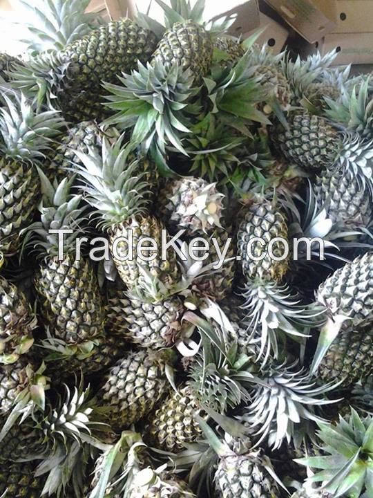 FRESH PINEAPPLE VIETNAM