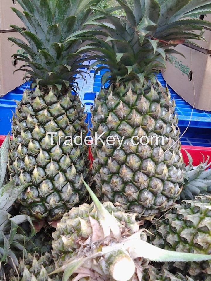 FRESH PINEAPPLE VIETNAM