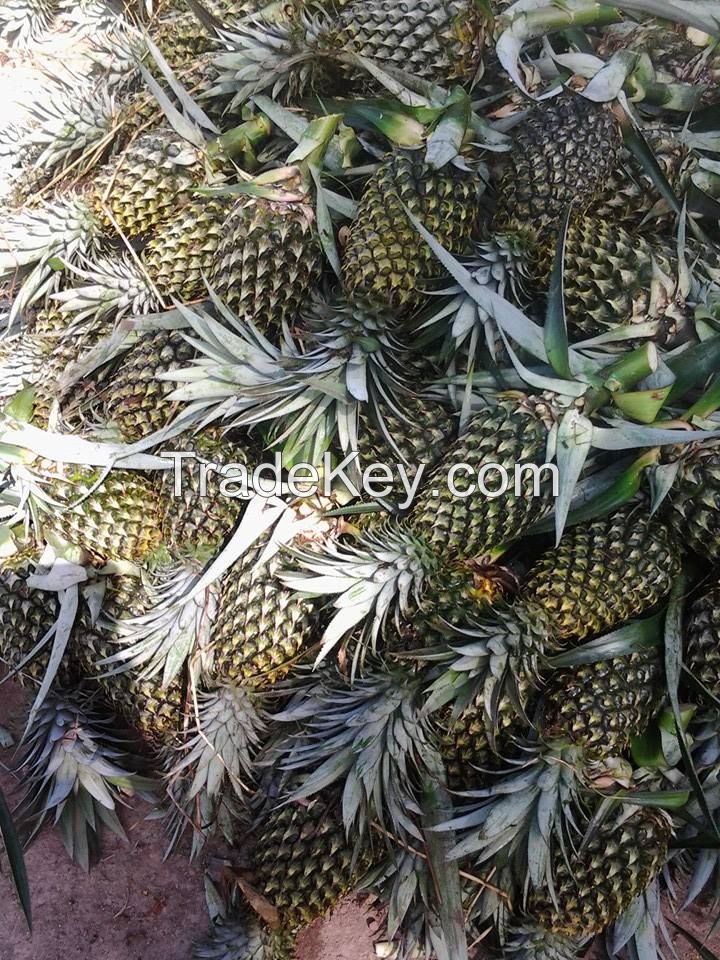 FRESH PINEAPPLE VIETNAM