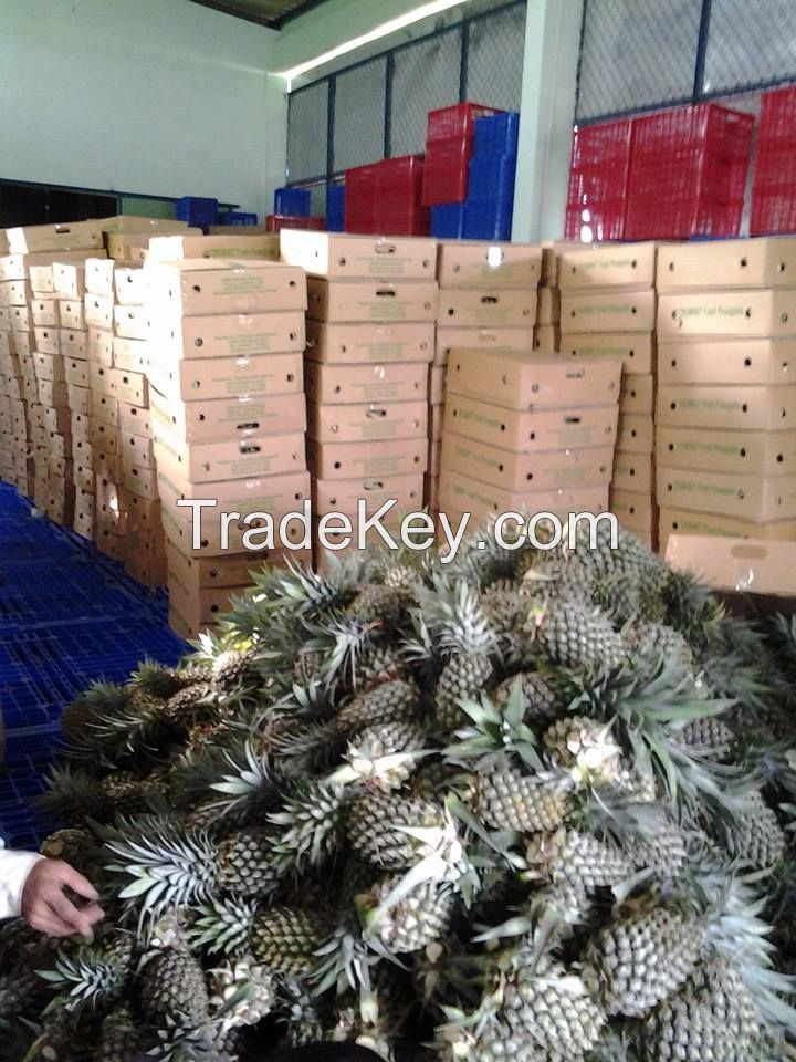 FRESH PINEAPPLE VIETNAM