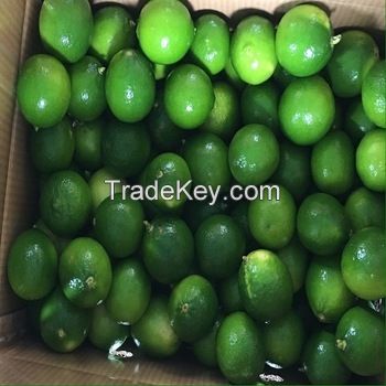 Seedless Lemon with Cheap price - Whatsapp: +84937902846