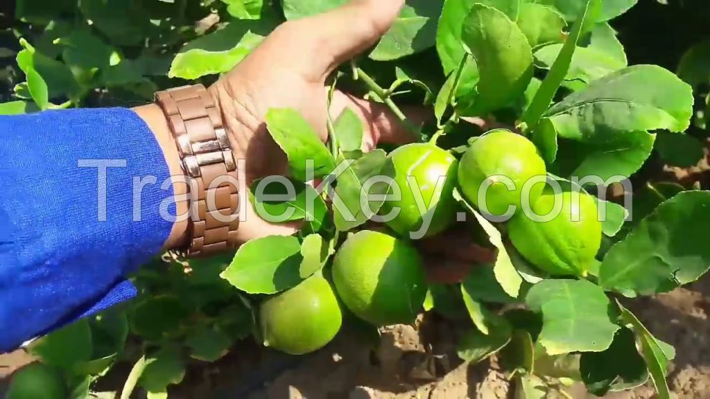 Seedless Lemon with Cheap price - Whatsapp: +84937902846