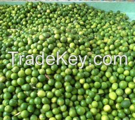 Seedless Lemon with Cheap price - Whatsapp: +84937902846