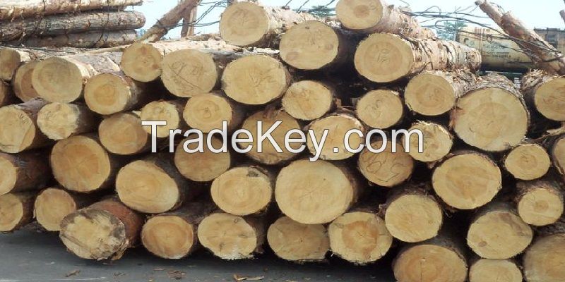 Southern yellow pine wood logs