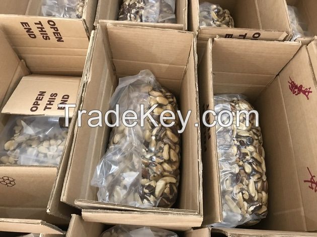 Brazil Nuts directly from Amazonia