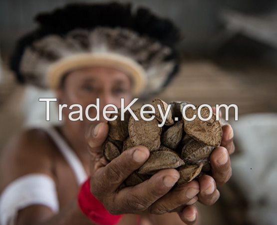 Brazil Nuts directly from Amazonia