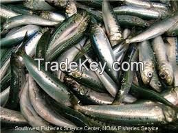 Horse Mackerel (Trachurus Murphy)