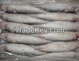 HIGH QUALITY FROZEN GREY MULLET FISH