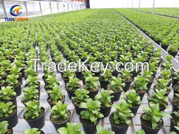 Ebb and Flow Benches for Greenhouse Hydroponic Cultivation