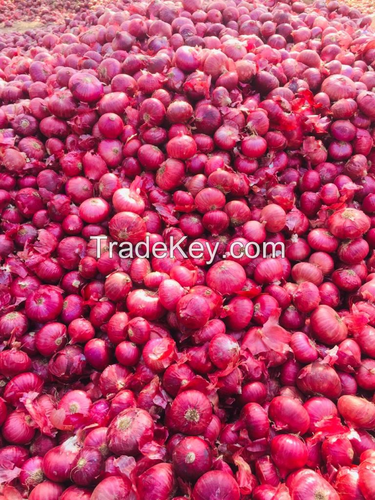 Nashik Red Onion