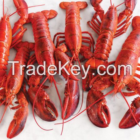 Frozen Crayfish Cooked Whole round / frozen cooked/raw canadian lobster