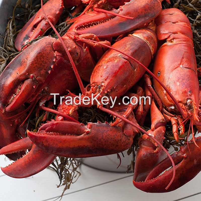 Frozen Crayfish Cooked Whole round / frozen cooked/raw canadian lobster