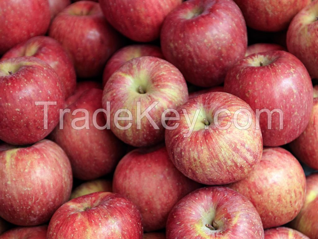 Fuji apple price on sale apple fruit fresh fuji for expor