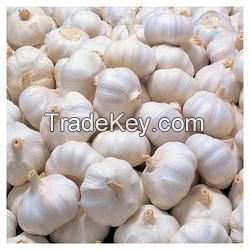 Selected Good Quality Chinese Fresh White Galic /Red Garlic 