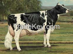 Live Dairy Cows and Pregnant Holstein Heifers Cows,Live cows 