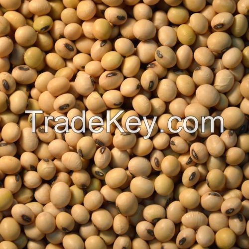 Bulk stock Soyabean/Soybean and soyabeans meal for sale