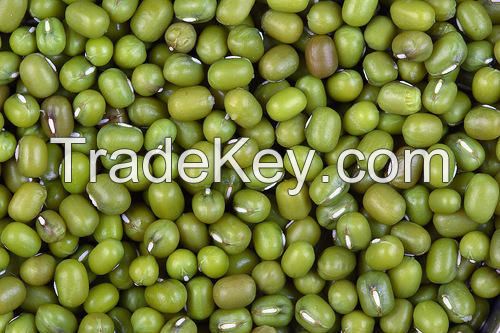 Price of Dried Green Mung Beans/Masoor Dal/ Green Moong Beans