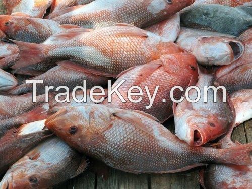 Best Quality for sale at low rate/Seafood Frozen Red Snapper Fish