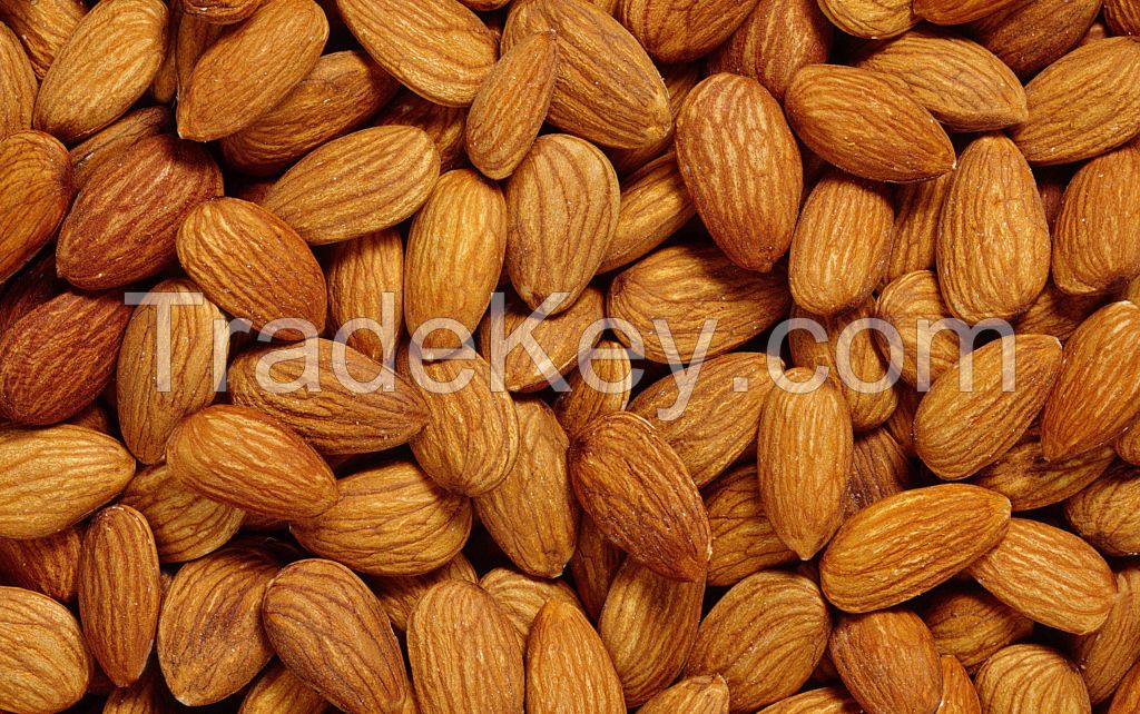 Quality Control SGS Inspected almond nuts in kernels, bitter almond/ Raw almond kernel