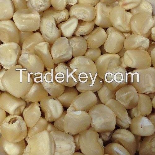 High Quality Non GMO Dried White Corn, Dried Yellow Corn, Maize
