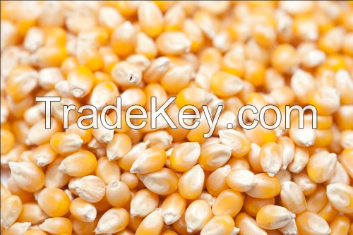 A grade dried vegetables dried yellow sweet yellow corn