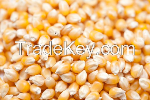 White and Yellow Maize (Corn) for Human Consumption or Animal Feed 