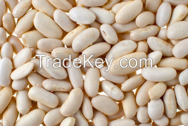 Direct supply light speckled kidney beans long shape 