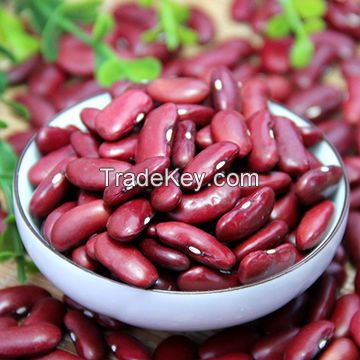 Direct supply light speckled kidney beans long shape 