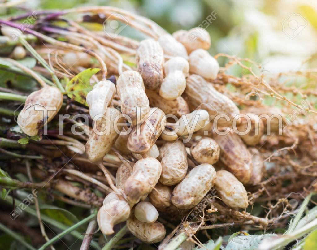 New Crop Shandong Blanched Peanuts Kernels Luhua Type