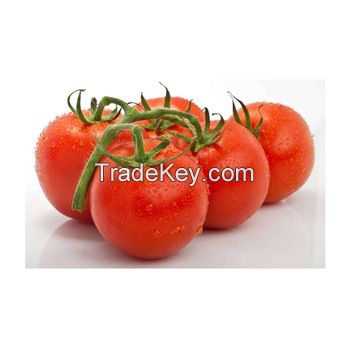 bulk organic tomatoes 