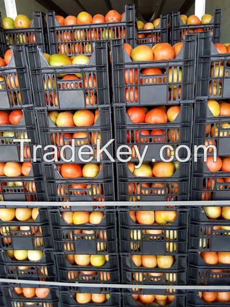 Fresh Tomato , Cherry Green Tomato , Fresh crop for sale 2019 ready to export