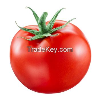 Fresh Tomato , Cherry Green Tomato , Fresh crop for sale 2019 ready to export