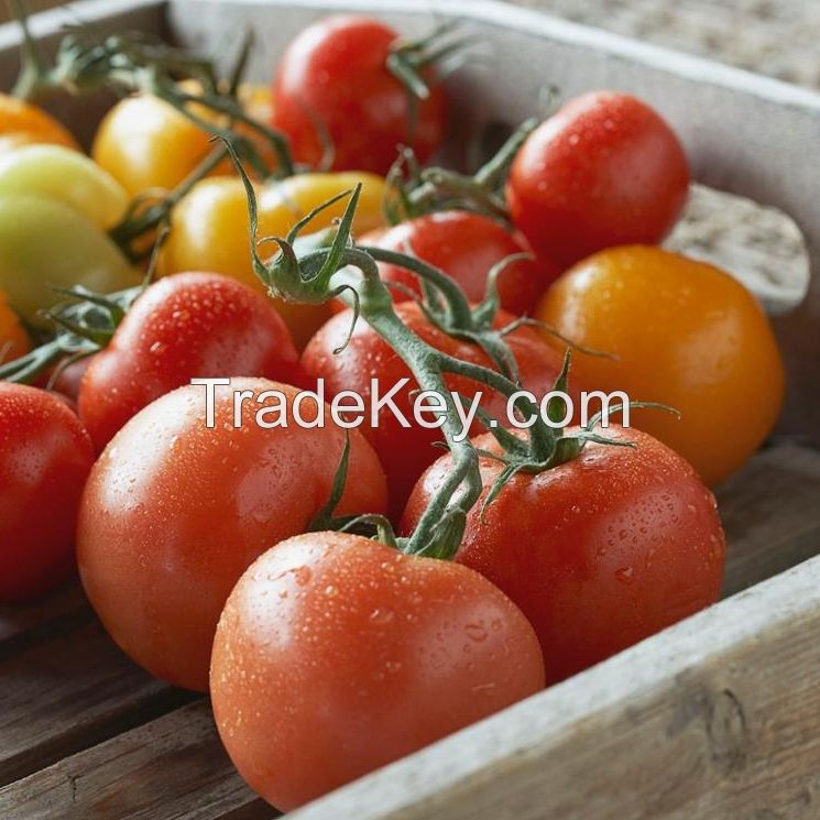 Fresh Red and Green Tomatoes