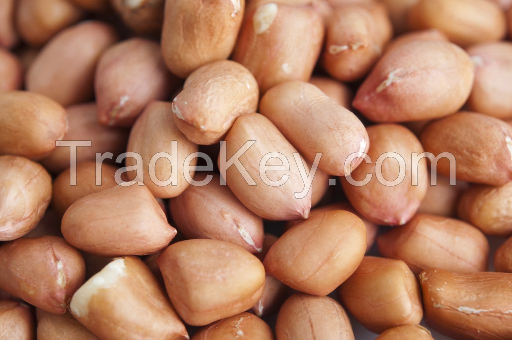 Wholesale raw organic blanched peanut for edible 