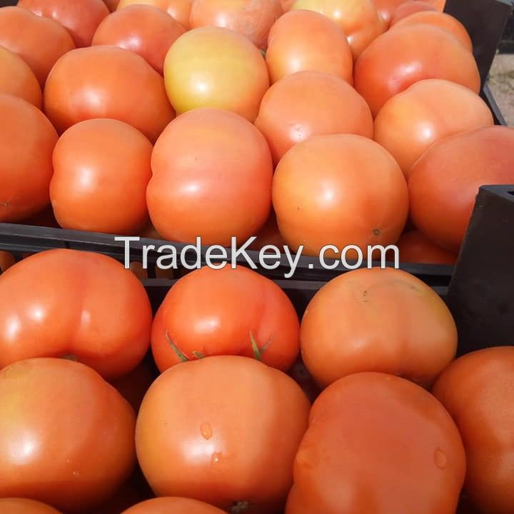 Fresh Red and Green Tomatoes