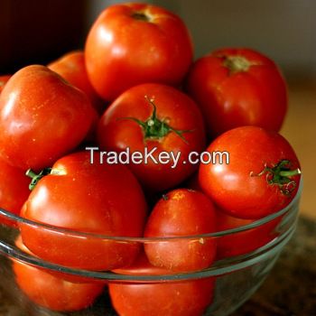 Fresh Red and Green Tomatoes