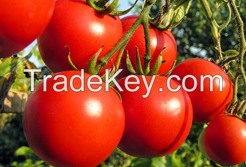 bulk organic tomatoes 
