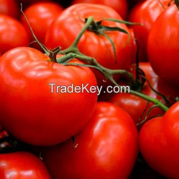 Fresh Tomato , Cherry Green Tomato , Fresh crop for sale 2019 ready to export