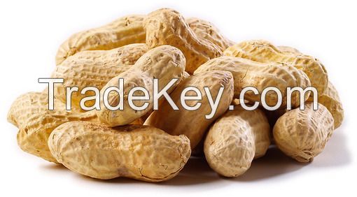 New Crop Shandong Blanched Peanuts Kernels Luhua Type 