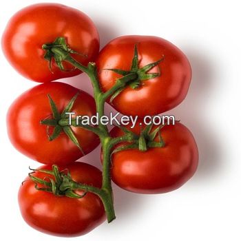 QUALITY Fresh Tomatoes