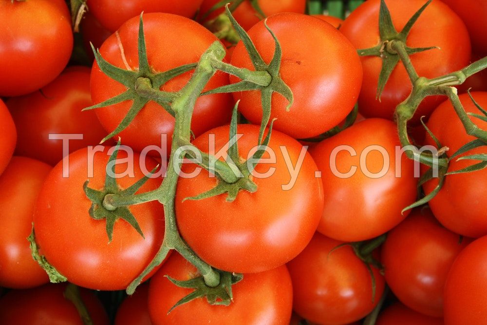 Fresh Tomato , Cherry Green Tomato , Fresh crop for sale 2019 ready to export