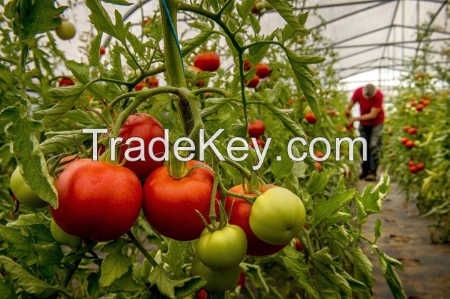 Fresh Red and Green Tomatoes