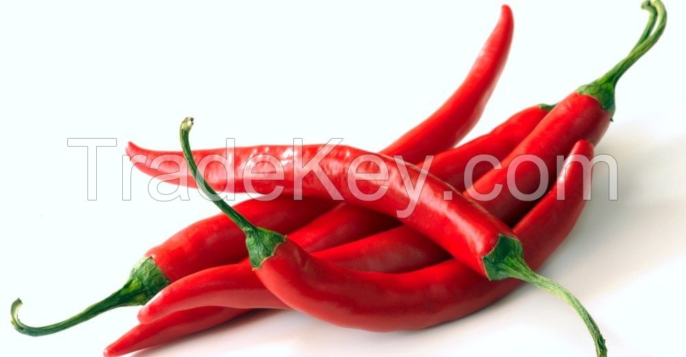 DRY AND FRESH RED CHILI PEPPER