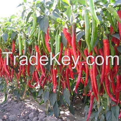 Original Spicy Seasoning Red Hot Dried Millet Chili Pepper