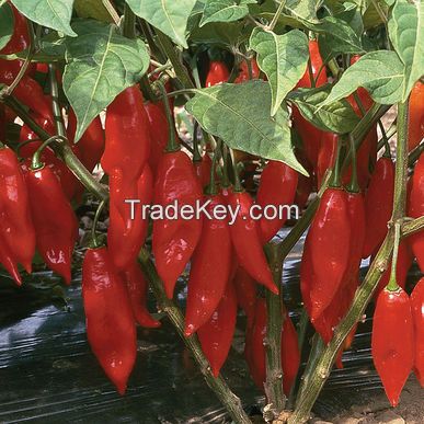 Original Spicy Seasoning Red Hot Dried Millet Chili Pepper