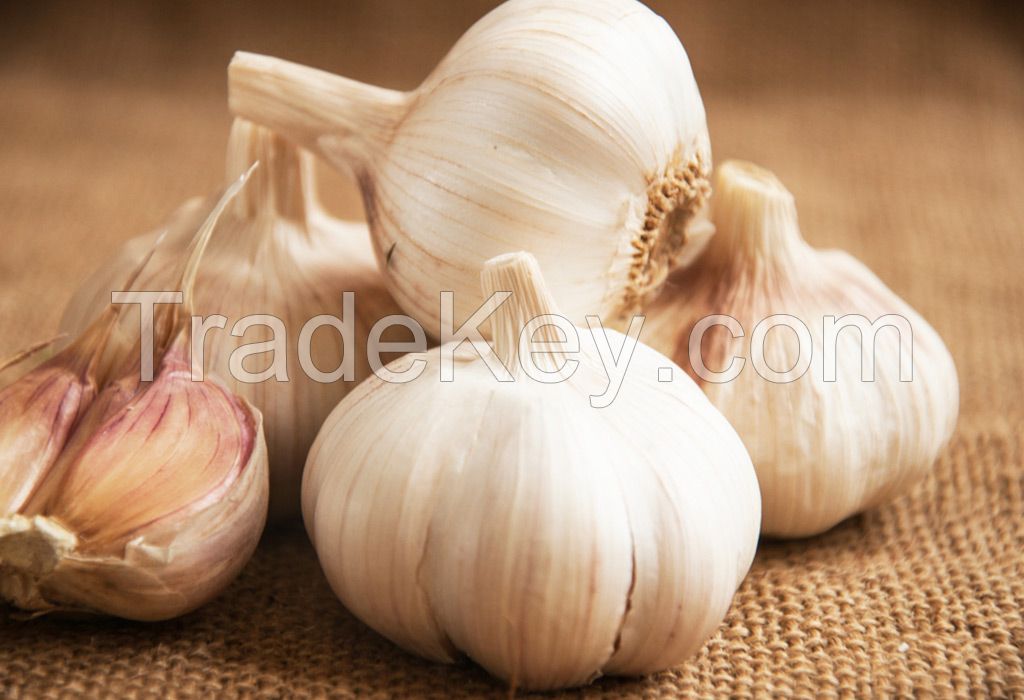 garlic in thailand/spanish red garlic new season/china garlic for sale