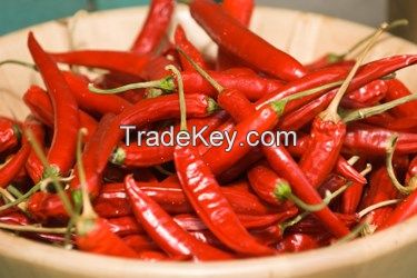 DRY AND FRESH RED CHILI PEPPER