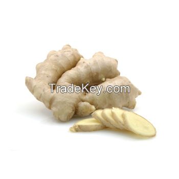 Wholesale Fresh Ginger High Quality From Thailand